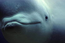 White whale / Beluga (Delphinapterus leucas) face close-up in the New York Aquarium, Long Island, USA.