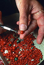 Craftsman making an earing from Elba's red coral (corallium rubrium) gems, Italy. The precious stone is harvested from the Italian island's coral reef and polished ready for craftsmen to make jeweller...