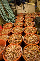 Prawns processed and ready to be stowed below in the fish-hold aboard a fishing vessel.