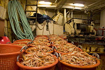 North Sea prawns processed and ready to be stowed below in the fish-hold aboard a fishing vessel.