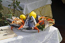 Fresh seafood displayed in restaurant in Ischia Porto, Bay of Naples, Italy.