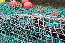Rock-hopper fishing net on quayside for repair.