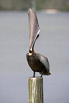 Brown pelican (Pelecanus occidentalis) perched on wooden post with open beak, Florida, USA.