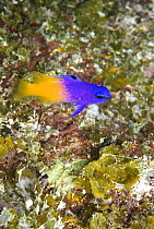 Fairy basslet (Gramma loreto) on coral reef, Maria La Gorda, Cuba.