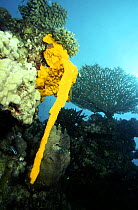 Yellow sponges reproducing, Sanghaneb Reef, in the Red Sea, Sudan.