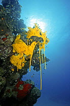 Yellow sponges reproducing, Sanghaneb Reef, in the Red Sea, Sudan.