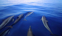 Pantropical spotted dolphins (Stenella attenuata) off Shaab Rumi, Sudan, Red Sea.