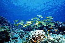 Reef scene with Lined sweetlips (Plectorhinchus lineatus) fish, Shaab Rumi, Sudan, Red Sea.
