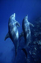 Pantropical spotted dolphins (Stenella attenuata), Red Sea off Hurghada, Egypt.