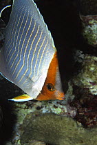 Orange face butterflyfish (Chaetodon larvatus) at night, Sanghaneb Reef, Sudan, Red Sea.