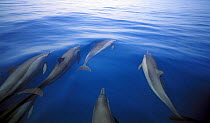 Pantropical spotted dolphins (Stenella attenuata), off Shaab Rumi, Sudan, Red Sea.