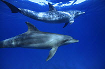 Pantropical spotted dolphins (Stenella attenuata) off Hurghada, Egypt, Red Sea.