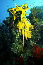 Yellow sponges reproducing on the Sanghaneb Reef in the Red Sea, Sudan.