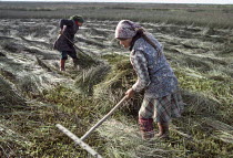 Worker raking seagrasses, known as moliço, from the Aveiro lagoon, Portugal. The grasses are used to fertilise their crops ^^^grown in sandy soil.