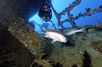 Two large Dentex fish and a diver exploring the wreck of the SS Thistlegorm which is located in the Straits of Gubal, Northern Red Sea. She was sunk by German bomber planes in World War II ^^^and has...