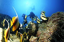 School of Red sea bannerfish (Heniochus intermedius) and divers on wreck of the SS "Thistlegorm", Straits of Gubal, Northern Red Sea.