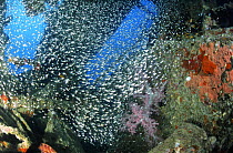 School of glassfish inside the wreck of the SS Thistlegorm, located in the Straits of Gubal, Northern Red Sea. She was sunk by German bomber planes in World War II ^^^and has lain at the bottom of the...