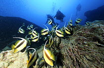 School of Red sea bannerfish (Heniochus intermedius) and divers on wreck of the SS "Thistlegorm", Straits of Gubal, Northern Red Sea.