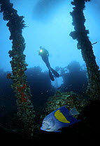 Diver exploring the Umbria wreck in Sudan's Red Sea. ^^^The Umbria was launched in Hamburg in 1911, although her name was then Bahia Blanca. In 1935 she was bought by the Italian government, renamed U...