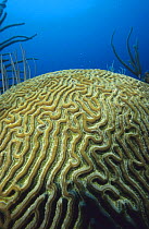 Close-up of brain coral, British Virgin Islands (BVI)