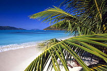 Palm trees at White Bay, Guana Island, British Virgin Islands (BVI)