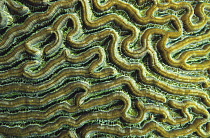 Close-up of hard coral, British Virgin Islands (BVI), West Indies.