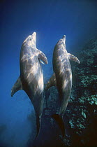 Two pantropical spotted dolphins (Stenella attenuata), Red Sea off Hurghada, Egypt.