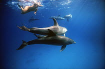 Man swimming with Pantropical spotted dolphins (Stenella attenuata), Red Sea off Hurghada, Egypt.