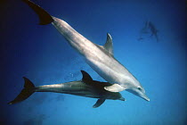 Pantropical spotted dolphins (Stenella attenuata), Red Sea off Hurghada, Egypt.