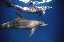 Two Pantropical spotted dolphins (Stenella attenuata), Red Sea off Hurghada, Egypt.