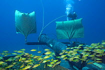 Commercial hard hat diver  fills lift bags, with blue striped snapper (Lutjanus kasmira) schooling in foreground, Hawaii. Model released.
