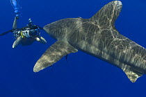 Oceanic whitetip shark (Carcharhinus longimanus) and photographer, Hawaii. Model released.