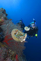 Scuba divers watching two chambered nautilus (Nautilus belauensis), Palau, Micronesia. Model released.