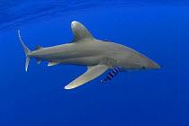 Oceanic whitetip shark (Carcharhinus longimanus), with pilot fish (Naucrates ductor), Hawaii.