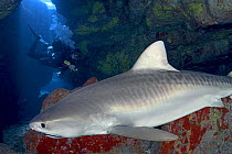 Tiger shark (Galeocerdo cuvier) and diver in a cavern in the waters of Hawaii. Model released.