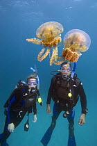 Pair of divers watching two jellyfish (Mastigias papua), Palau, Micronesia. Model released.