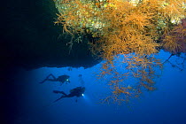 Black coral (Antipatharia) in Blue Hole, with two divers in background with torches, Palau, Micronesia. Model released.