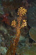 Ornate ghostpipefish (Solenostomus paradoxus). Mabul Island, Malaysia.