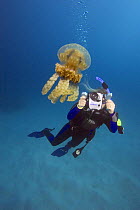Jellyfish (Mastigias papua), with underwater photographer, Micronesia. Model released.