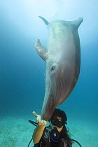 Bottlenose dolphin (Tursiops truncatus), being hand-fed by scuba diver, Palau, Micronesia. Model released.