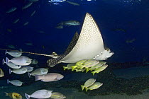 Spotted eagle ray (Aetobatis ocellatus) swimming along closely accompanied by reef fish. Hawaii. The spotted eagle ray can reach over six feet in wingspan and is related to sharks.
