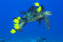 Green sea turtle (Chelonia mydas) being cleaned by surgeonfish as it swims along in the shores of Hawaii.