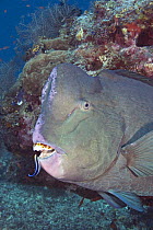Bumphead parrotfish (Bolbometopon muricatum), being inspected by a Cleaner wrasse (Labroides dimidiatus), Sipidan Island, Malaysia.