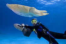 Common cuttlefish (Sepia officinalis), with diver being propelled along with an underwater scooter behind, Palau, Micronesia. Cuttlefish are predatory carnivorous cephalopods related to squid and octo...