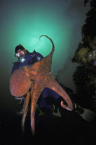 Giant Pacific octopus (Octopus dolfleini), pictured with scuba diver in the waters of British Columbia, Canada. The giant pacific octopus is the largest species of octopus in the world. Model released...