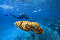 Common cuttlefish (Sepia officinalis), with diver using an underwater scooter in the background, Palau, Micronesia. Cuttlefish are predatory carnivorous cephalopods related to squid and octopus. Model...