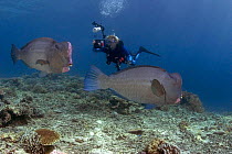 Bumphead parrotfish (Bolbometopon muricatum), with underwater photographer, Sipidan Island, Malaysia. Model released.