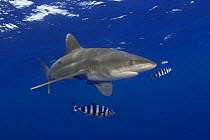 Pilot fish (Naucrates ductor) with oceanic whitetip shark (Carcharhinus longimanus), Hawaii.