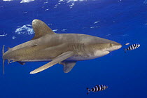 Oceanic whitetip shark (Carcharhinus longimanus) with pilot fish (Naucrates ductor), Hawaii.