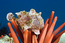 Giant / Commerson's frogfish (Antennarius commerson), juvenile, on Red slate pencil sea urchin (Heterocentrotus mammillatus), Hawaii.